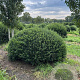 Taxus baccata 170-180 cm draadkluit bol