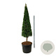 Taxus baccata 200-220 cm draadkluit rose