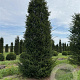 Taxus baccata 450-500 cm draadkluit solitair