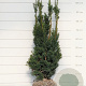 Taxus media 'Hicksii' 60-80 cm met kluit