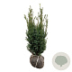 Taxus media 'Hicksii' 80-100 cm met kluit