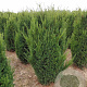 Taxus media 'Hillii' 140-160 cm met kluit
