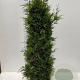 Thuja occ. 'Brabant' 175-200 cm met kluit