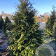Thuja occ. 'Brabant' 175-200 cm met kluit