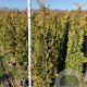 Thuja occ. 'Brabant' 175-200 cm met kluit