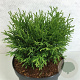 Thujopsis dolabrata 'Nana' 20-25 cm 3,0L
