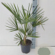 Trachycarpus fortunei 60-80 cm 5,0L