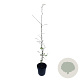 Carpinus betulus 40-60 cm 2,5L