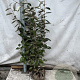 Elaeagnus ebbingei 80-100 cm met kluit