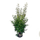 Elaeagnus ebbingei 125-150 cm met kluit