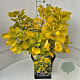 Cotinus cog. Golden Spirit 40-50 cm 10L