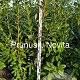 Prunus l. 'Novita' 175-200 cm met kluit