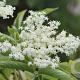 Sambucus nigra 'Korsør' 200-250 cm draadkluit struik