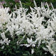 Astilbe (J) 'Deutschland' GM 2,0L