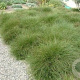 Carex 'Phoenix Green' GM P9