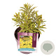 Euphorbia 'Ascot Rainbow' GM 2,0L