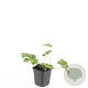 Geranium Rozanne GM P9