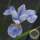 Iris sib. 'Perry's Blue' GM P9