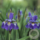 Iris sib. 'Perry's Blue' GM P9