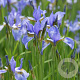 Iris sib. 'Perry's Blue' GM P9