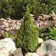 Picea glauca 'Zuckerhut' 25-30 cm 3,5L