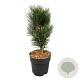 Pinus nigra 'Loïs' 30-40 cm 4,5L