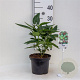 Aucuba japonica 30-40 cm 3,0L