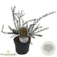 Berberis stenophylla 25-30 cm 3,5L