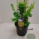 Berberis thunb. 'Maria' 20 cm 3,0L
