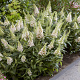 Buddleja dav. 'Candy Little White' ® 20-25 cm 2,0L