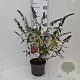 Buddleja dav. 'Flower Power' 30-40 cm 3,0L