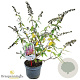 Buddleja dav. 'Flower Power' 30-40 cm 3,0L