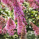 Buddleja d. Pink Panther 30-40 cm 2,0L