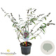 Buddleja d. 'Royal Red' 40-50 cm 3,0L