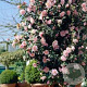 Camellia j. 'William Bartlett' 40-50 cm 3,0L