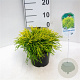 Chamaecyparis p. 'Sungold' 20-25 cm 2,0L