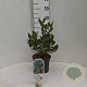 Ilex 'Nellie R. Stevens' 30-40 cm 3,0L