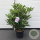 Rhododendron 'Roseum Elegans' 60-80 cm 20L