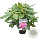 Rhododendron 'Eucharitis' 30-40 cm 5,0L struik