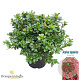 Rhododendron (AJ) Geisha Red 25-30 cm 4,0L