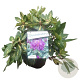 Rhododendron 'Goldflimmer' 30-40 cm 5,0L struik