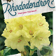 Rhododendron 'Horizon Monarch' 50-60 cm 10L