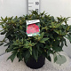 Rhododendron 'Marie Forte' 50-60 cm 20L