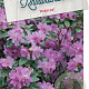 Rhododendron 'Praecox' 40-50 cm 10L