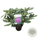 Rhododendron 'Roseum Elegans' 30-40 cm 5,0L struik
