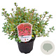 Rhododendron 'Vera Maja' 20-25 cm 2,0L