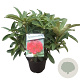 Rhododendron 'Wilgen's Ruby' 30-40 cm 5,0L struik