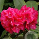 Rhododendron 'Wilgen's Ruby' 70-80 cm 40L