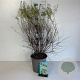 Spiraea arguta 50-60 cm 6,5L