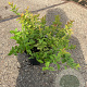 Spiraea jap. 'Firelight' 25-30 cm 2,0L